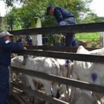 gusanobarrenador 9faed90f focus 0 0 360 276 JOdloU