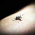 malaria 2f212334 focus 0.1 min0.01 360 276 PCPG02