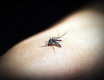 malaria 2f212334 focus 0.1 min0.01 360 276 PCPG02
