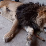 1774907616423 los animales que habitaban el predio en ocoyoacac edomex fueron trasladados foto profepa 1920x1080 1