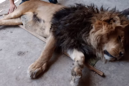 1774907616423 los animales que habitaban el predio en ocoyoacac edomex fueron trasladados foto profepa 1920x1080 1