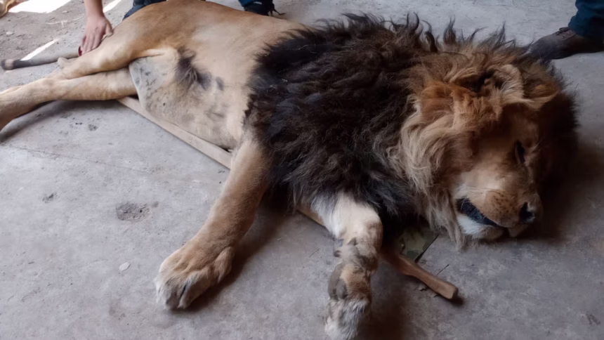 1774907616423 los animales que habitaban el predio en ocoyoacac edomex fueron trasladados foto profepa 1920x1080 1