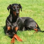 perro1 c7bf6edf focus 0 0 360 276 HcxBGY