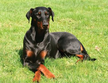 perro1 c7bf6edf focus 0 0 360 276