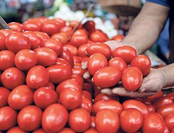 tomate ea558194 focus min0.02 0.21 360 276 K4V5PD