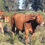 eu suspende exportacion de ganado a mexico detecta nuevos casos de gusano barrenador 8e52dbc7 focus 0.26 0.21 360 276 PCsJC5