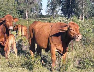 eu suspende exportacion de ganado a mexico detecta nuevos casos de gusano barrenador 8e52dbc7 focus 0.26 0.21 360 276 PCsJC5