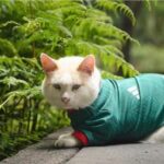 gato d42dddc9 focus min0.41 min0.07 360 276 s9TyLE