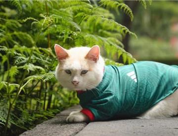 gato d42dddc9 focus min0.41 min0.07 360 276 s9TyLE