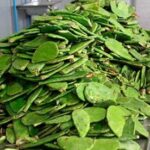 nopal 0b479532 focus 0 0 360 276 s6XfSP