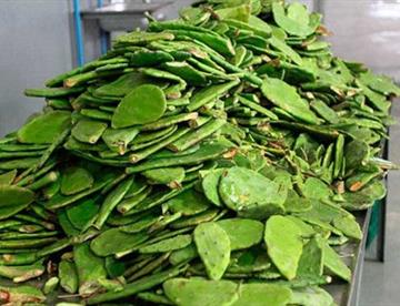 nopal 0b479532 focus 0 0 360 276 s6XfSP