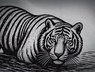 tigre 3bbafd2c focus 0 0 360 276
