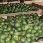 aguacate focus 0 0 360 276 PJmuRh