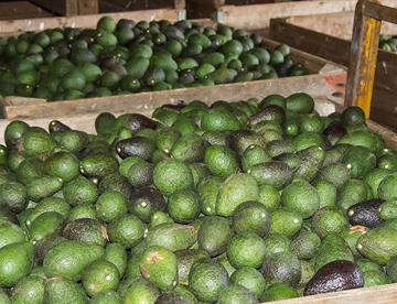 aguacate focus 0 0 360 276 PJmuRh