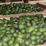 aguacate focus min0.06 0.04 360 276 CfvCR2