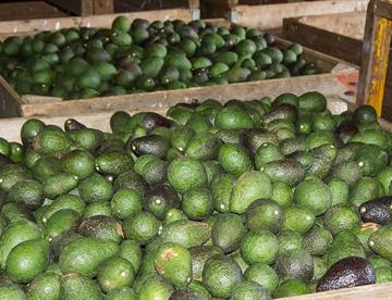 aguacate focus min0.06 0.04 360 276 CfvCR2
