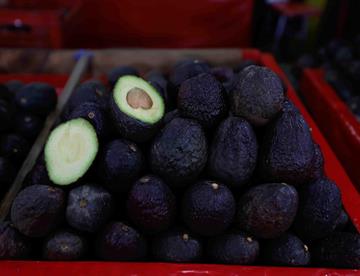 aguacate3 focus 0.08 0.09 360 276 Le5d9q