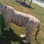 animales focus 0 0 360 276 jqu6qI