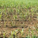 campo focus 0 0 360 276 MBdioY