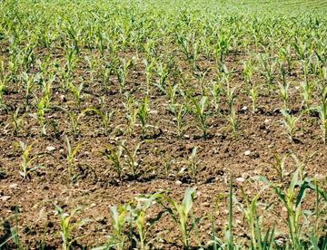 campo focus 0 0 360 276 MBdioY