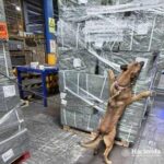 decomiso focus 0 0 360 276 zDj203