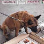 alerta focus 0 0 360 276 bPDOhR