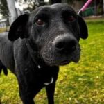 perro focus 0 0 360 276 ukX8DM