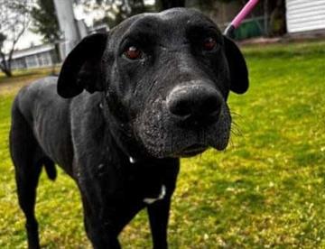 perro focus 0 0 360 276 ukX8DM