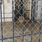 tigreasegurado focus min0.11 0.08 360 276 a7aNWo