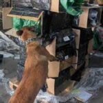 perro focus 0 0 360 276 DHwVmI