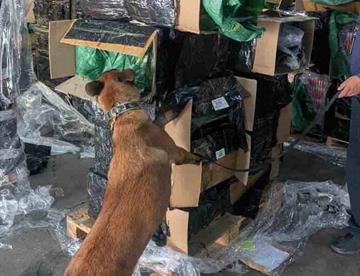 perro focus 0 0 360 276 DHwVmI