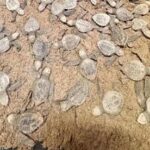 tortugas focus 0 0 360 276 IVLgEP